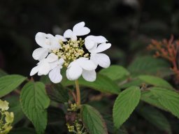 Viburnum plicatum Watanabe